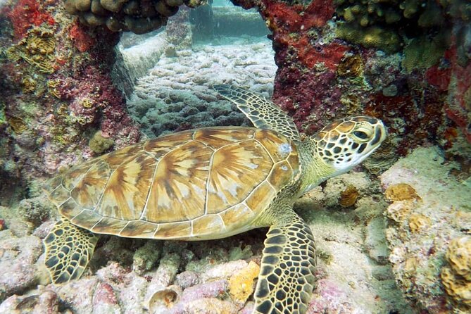 Aruba 2-Tank Dive Excursion for Certified Divers - Gear rental and what to bring