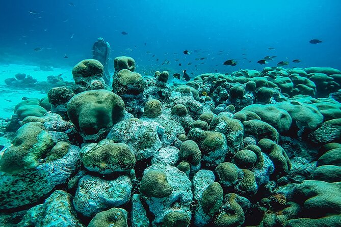 Aruba 2-Tank Dive Excursion for Certified Divers - Is $99 a fair price?
