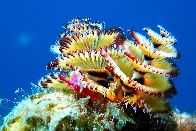 Aruba 2-Tank guided Dive for certified divers / own equipment - Starting at Pure Diving Aruba at 8:30 am