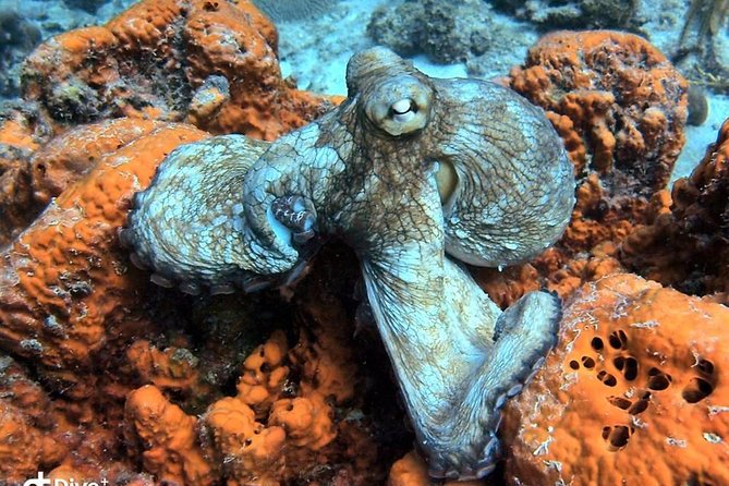 Aruba 2-Tank guided Dive for certified divers / own equipment - Why two outings improve the value