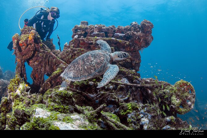 Aruba Guided Night Dive Adventure: Shallow Reefs or Shipwrecks - Who will get the most from this outing
