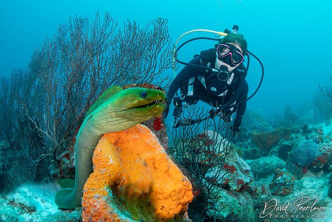 Aruba One or Two Tank Scuba Dive - Aruba’s wrecks are the main attraction