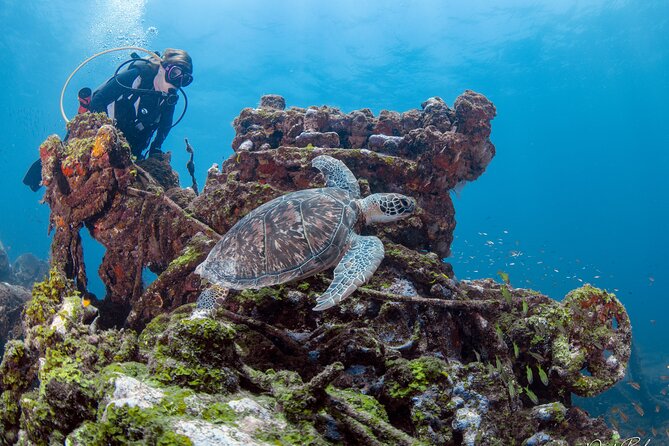 Aruba One or Two Tank Scuba Dive - Group size and guide attention