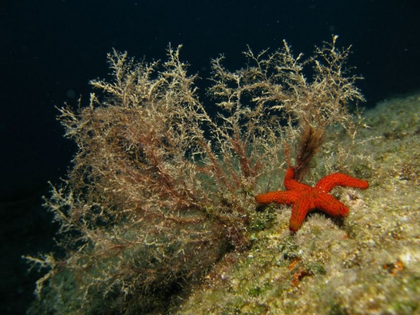 Athens: Adventure Dives in Nea Makri for Certified Divers - Should you book the Nea Makri scuba trip?
