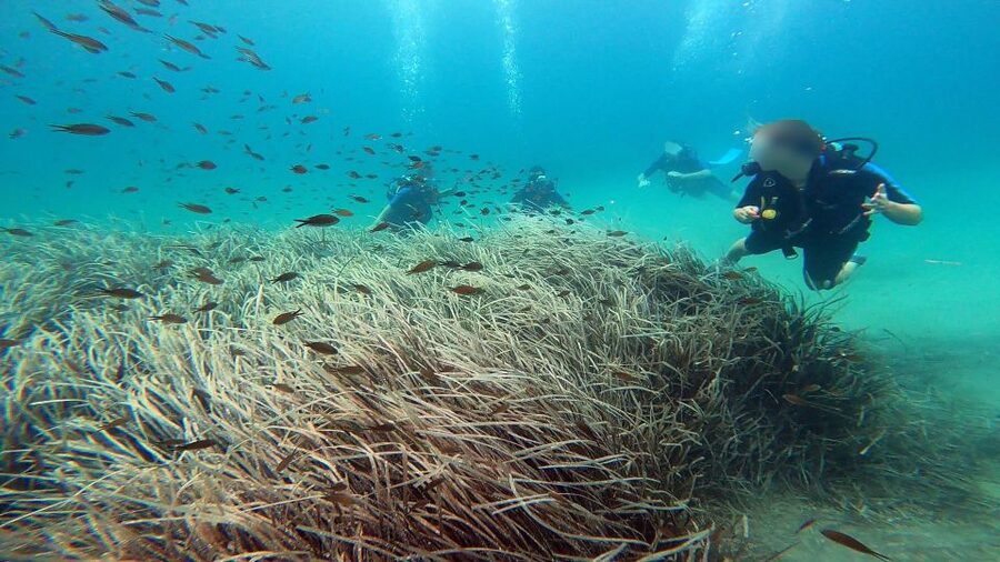 Athens East Coast: Discover Scuba Diving in Nea Makri - The teaching is the main reason to book