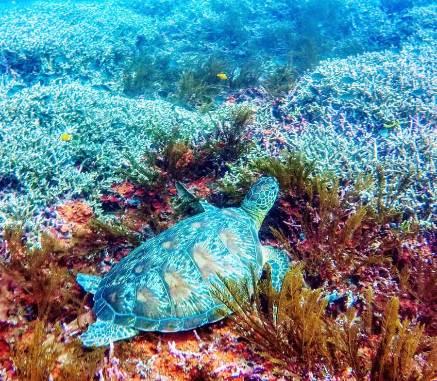 Bali: 2-Day PADI Advanced Open Water Course - Day two at the USAT Liberty wreck in Tulamben