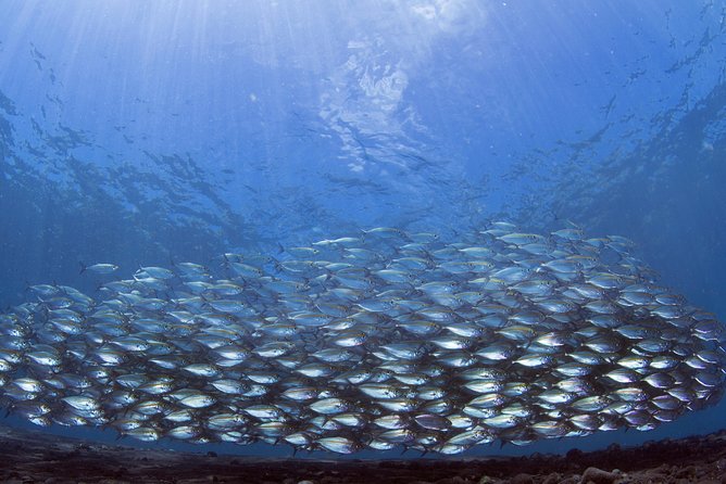 Bali Diving Day Trip-Manta Point/Tulamben Shipwreck-Fun Dive - Lunch, water, and the value of the $95 price