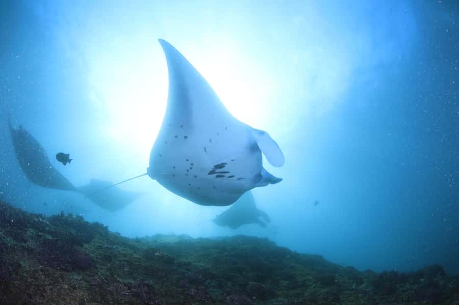Bali/Nusa Penida: 3 Fun Dives to Manta Point, Mola & Reef - Why Manta Point makes this a memorable day
