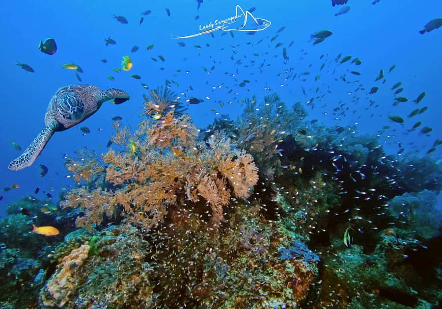 Bali/Nusa Penida: 3 Fun Dives to Manta Point, Mola & Reef - Crystal Bay and the seasonal mola-mola chance