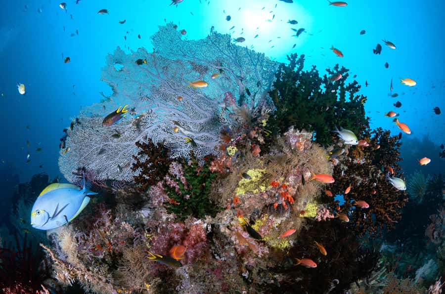 Bali/Nusa Penida: 3 Fun Dives to Manta Point, Mola & Reef - Is $197 a fair price?