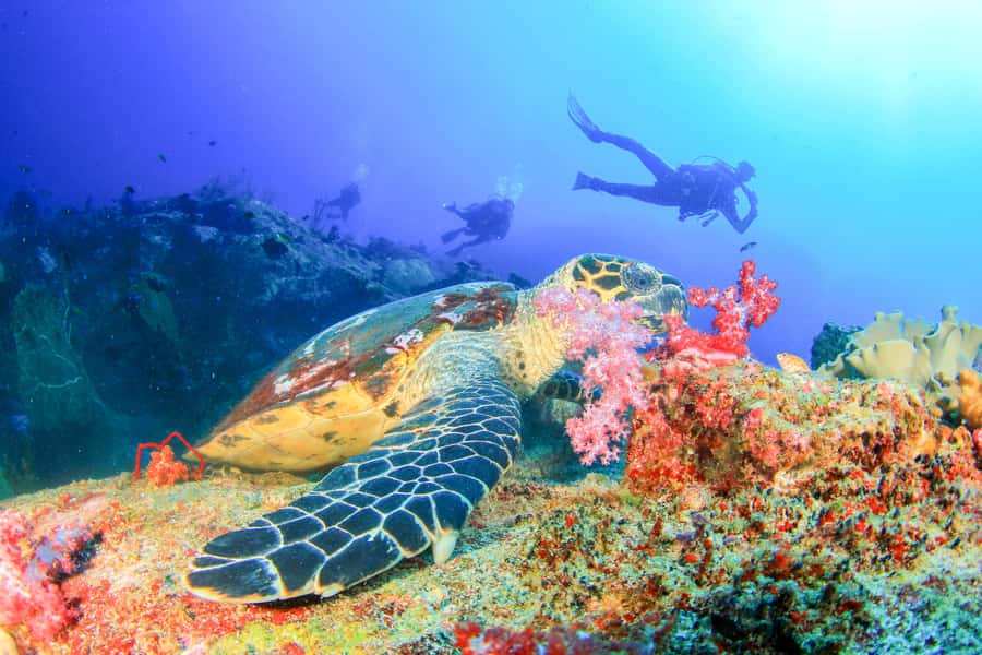Bali: Padangbai Blue Lagoon Beginner's Dive Experience - From your hotel to Padangbai