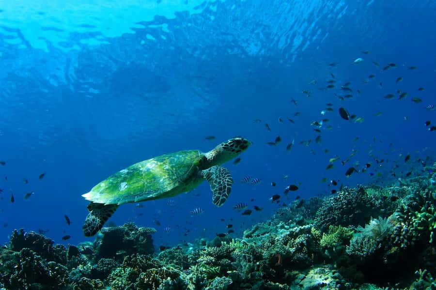 Bali: Padangbai Blue Lagoon Scuba Diving Private Tour - Why Padangbai works for a private scuba day