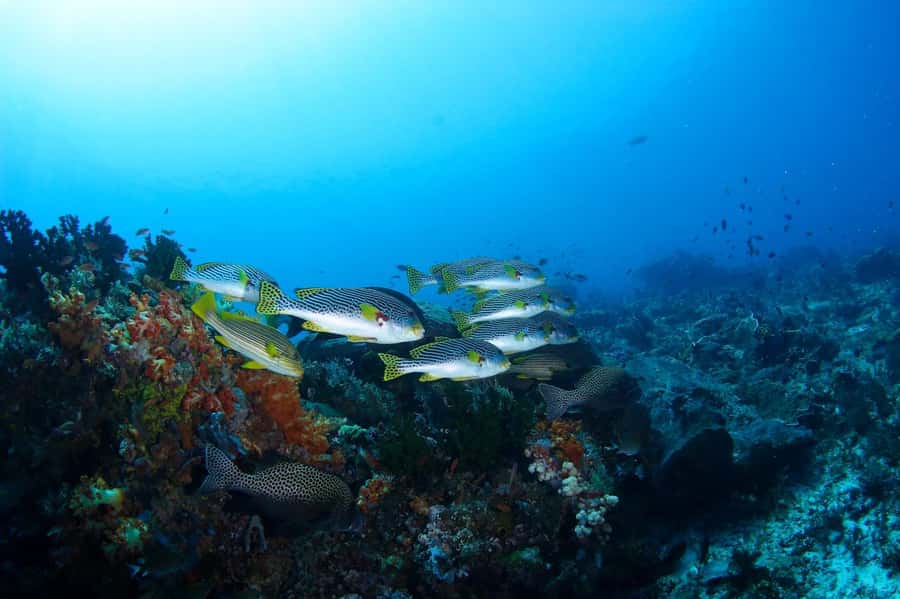 Bali: Padangbai Blue Lagoon Scuba Diving Private Tour - The 7:30am pickup from Denpasar