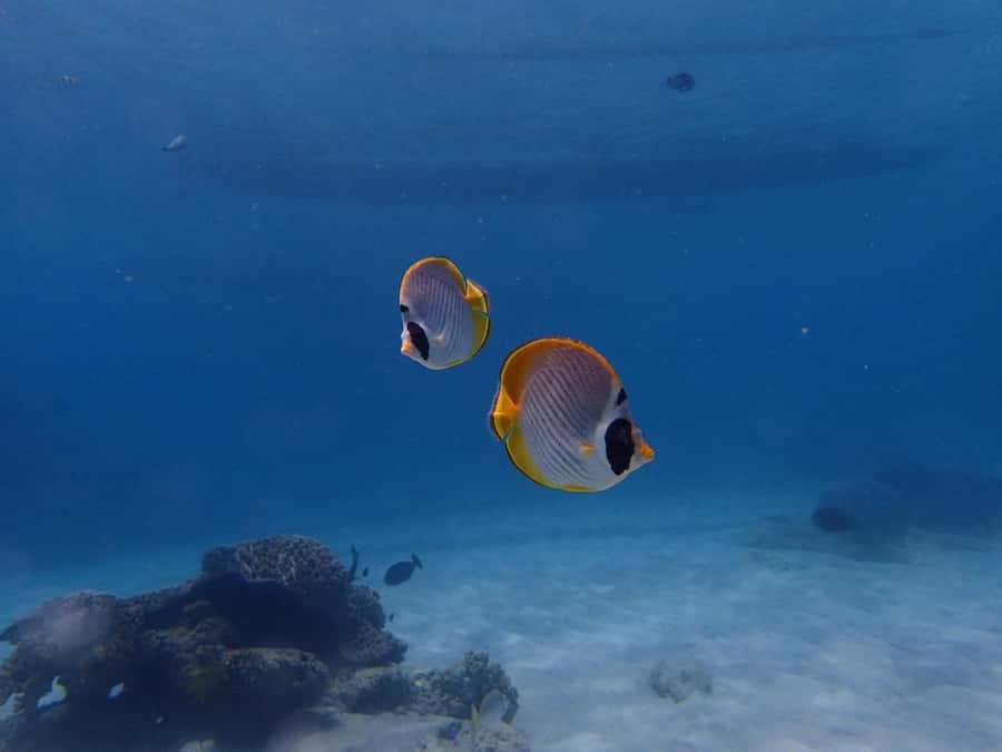 Bali: Padangbai Blue Lagoon Scuba Diving Private Tour - Safety briefing and 3.5 hours at Padangbai