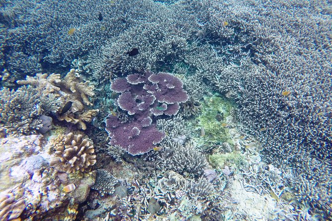 Bali Scuba Diving at Nusa Penida Manta Point For Certified Diver - Crystal Bay adds current and variety