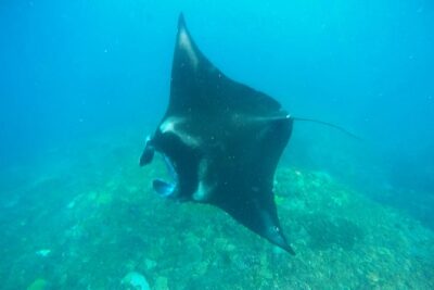 Bali Scuba Diving at Nusa Penida Manta Point For Certified Diver