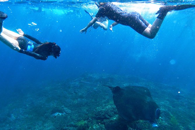 Bali Scuba Diving at Nusa Penida Manta Point For Certified Diver - The marine life is impressive, but nature sets the schedule
