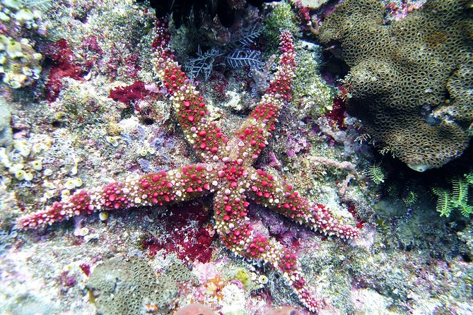 Bali Scuba Diving trip at Tulamben for Certified Diver - Group size and guide support