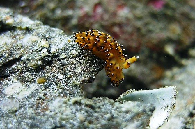Bali Scuba Diving trip at Tulamben for Certified Diver - What to bring and what to check
