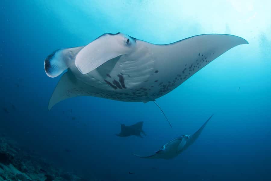 Bali: Try Scuba Diving day trip to Nusa Penida pool+2 dives - Why Nusa Penida makes a strong first scuba trip
