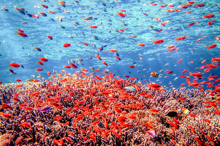 Bali: Tulamben Bay and the USAT Liberty Wreck Dive - Why the USAT Liberty Is Bali’s Classic Shore Wreck