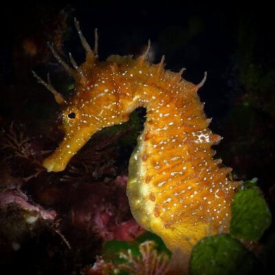 Barcelona: PADI Discover Scuba Diving