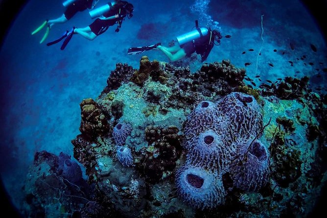Basic Diver ( One Day Experience) - Price and value at $127.18