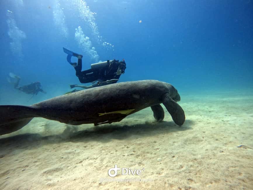 Bayahibe: PADI Open Water Course by Go Dive Bayahibe - Key points to know before booking