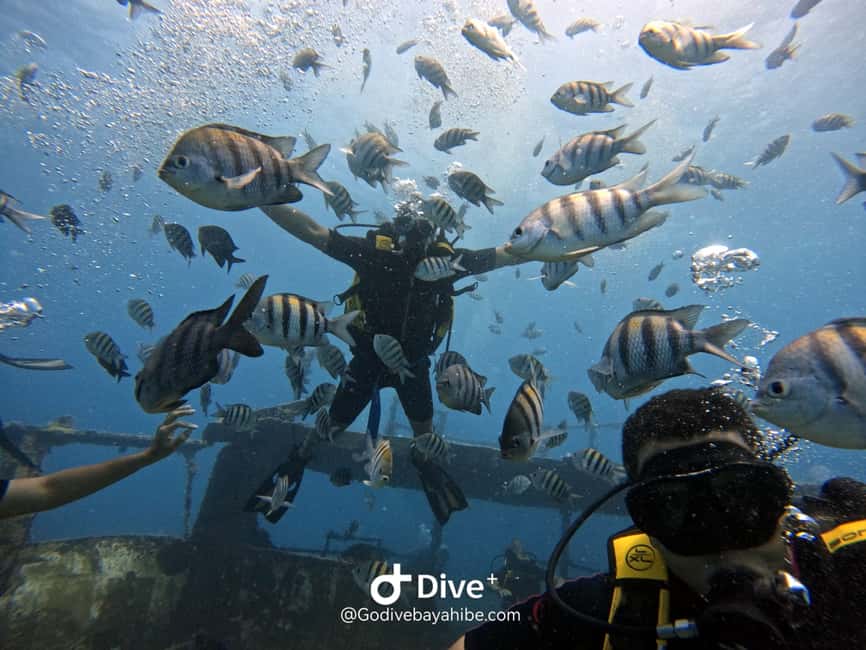 Bayahibe: PADI Open Water Course by Go Dive Bayahibe - Who should book this course