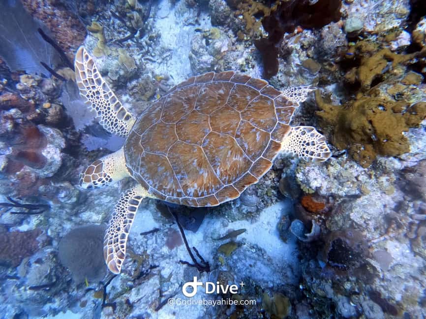 Bayahibe: PADI Open Water Course by Go Dive Bayahibe - Practical details that make the mornings easier