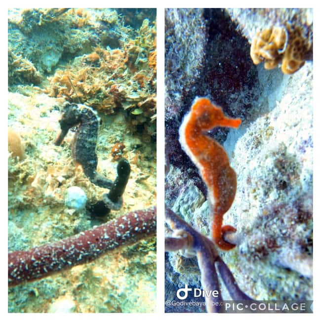 Bayahibe: Scuba Diving Initiation by Go Dive Bayahibe - Key points to know before booking