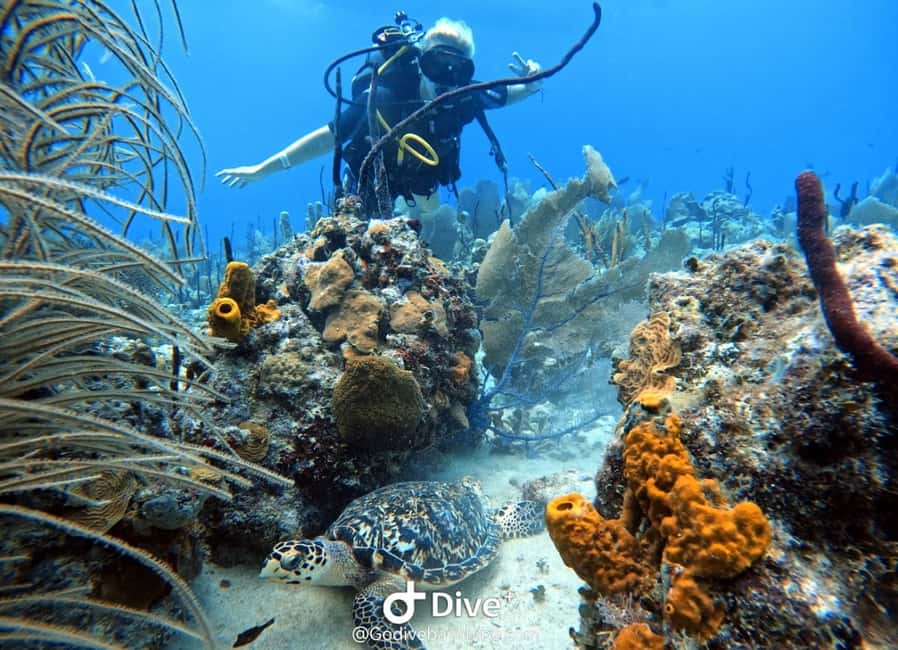Bayahibe: Scuba Diving Initiation by Go Dive Bayahibe - Why this small Bayahibe session feels personal