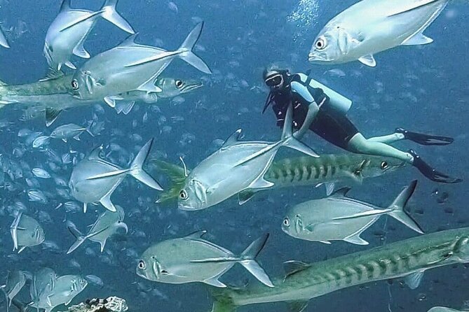 Become certified diver in 3 days - PADI Open Water Diver course on Koh Tao - The value of the $375.70 price