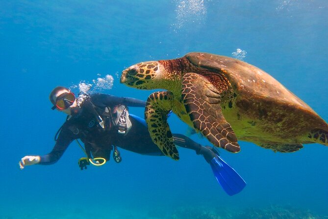 Beginner Scuba Dive in Lahaina: Swimming Required - What This Maui Scuba Experience Really Involves