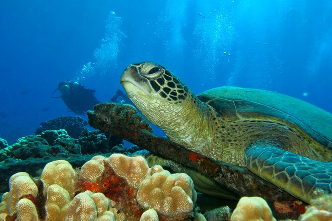 Beginner Scuba Dive in Lahaina: Swimming Required - Learning the Gear Before Going Under