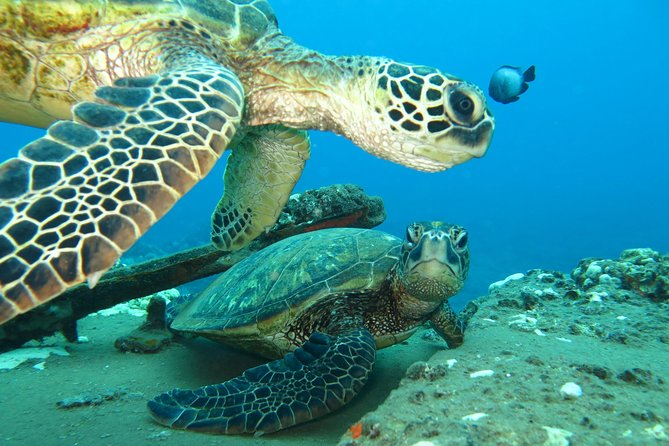 Beginner Scuba Dive in Lahaina: Swimming Required - What You Might See Around Kaanapali