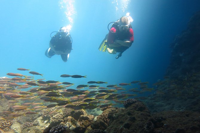 Beginner Scuba Dive in Lahaina: Swimming Required - The Medical Form Is Not a Minor Detail