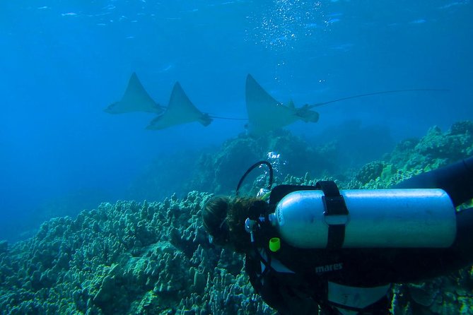 Beginner Scuba Dive in Lahaina: Swimming Required - Planning the Rest of Your Maui Day