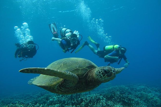 Beginner Scuba Dive in Lahaina: Swimming Required - The First Underwater Session