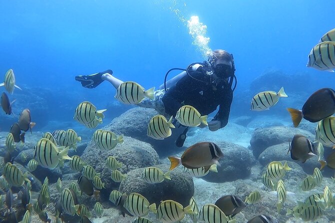 A diver hanging over a shallow reef in a shoal of yellow fish