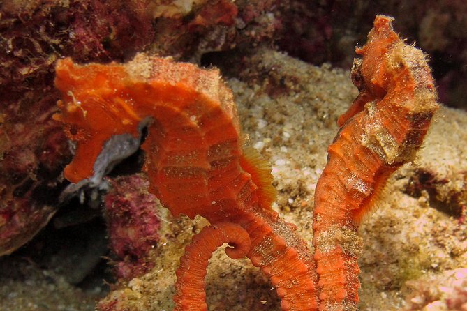 Beginner Scuba Diving in Cabo San Lucas - The optional second session and its value