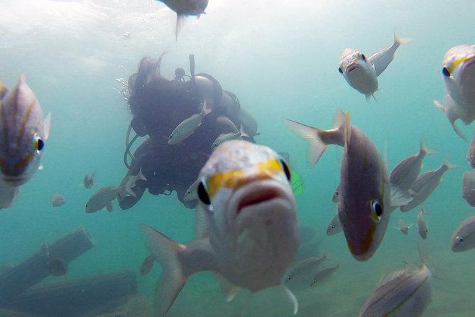 Beginner Scuba Diving with Turtles and Videos, San Juan - What happens during the 90-minute session