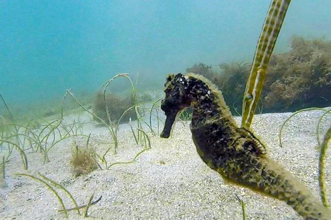 Beginner Scuba Diving with Turtles and Videos, San Juan - The instructors make the biggest difference