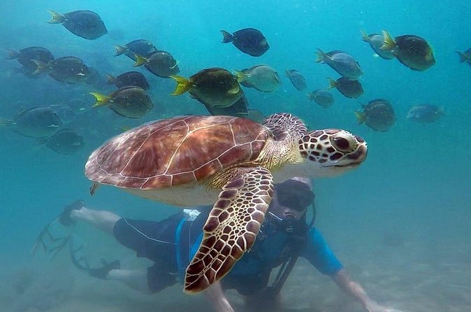 Beginner Scuba Diving with Turtles and Videos, San Juan - Videos are a useful extra, with a quality warning