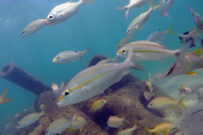 Beginner Scuba Diving with Turtles and Videos, San Juan - Weather and safety can change the plan