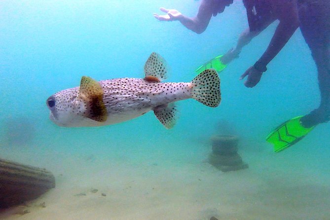 Beginner Scuba Diving with Turtles and Videos, San Juan - What you may see below the surface