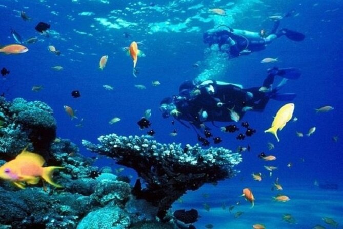 Beginners Scuba Diving, 2 Stops, Full Day Trip & Lunch - Hurghada - The second session: more confidence, more freedom