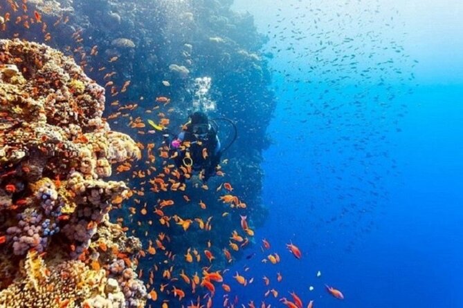 Beginners Scuba Diving, 2 Stops, Full Day Trip & Lunch - Hurghada - How good is the $21.09 value?