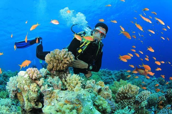 Beginners Scuba Diving Experience in Gran Canaria - Key points to know before you book