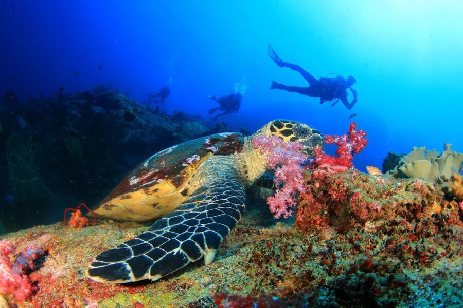 Belek: Scuba Diving in the Mediterranean Sea - How much underwater time should you expect?